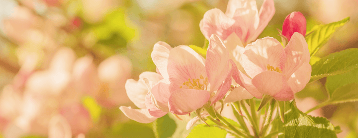 Mood Board: Airy Garden Color Palettes with DMC, Anchor, and Cosmo Color Matches